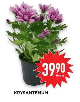 Willys Hemma KRYSANTEMUM, SEK 39.9 erbjuda