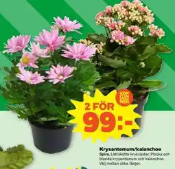 Coop Krysantemum/kalanchoe erbjuda
