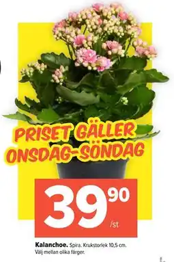Coop Extra Kalanchoe, SEK 39.9 erbjuda