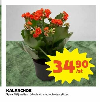 Coop Extra Kalanchoe erbjuda