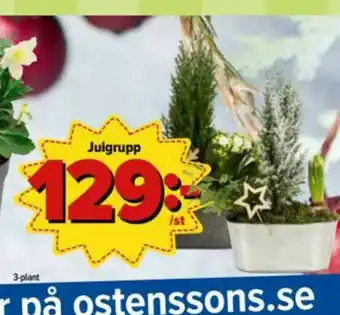 Krukväxt