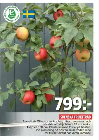 Fruktträd
