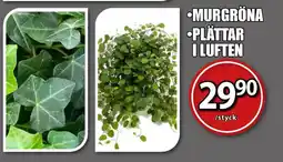 Murgröna plättar