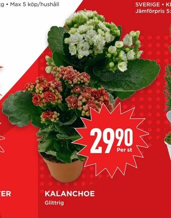 Willys Kalanchoe erbjuda