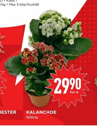 Willys Hemma Kalanchoe erbjuda
