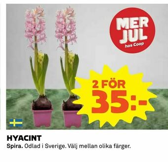 Coop Hyacint erbjuda