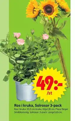 ICA Supermarket Ros i kruka, Solrosor 3-pack erbjuda
