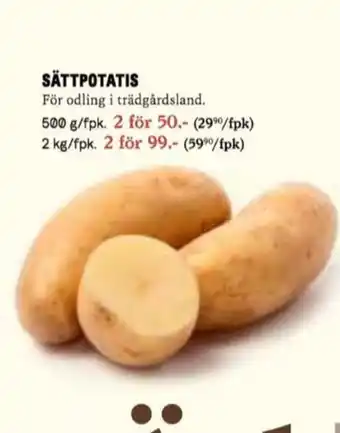 Sättpotatis