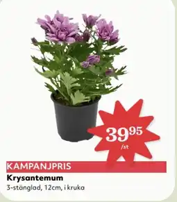 Hemköp Krysantemum erbjuda
