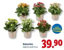Lidl Kalanchoe, SEK 39.9 erbjuda