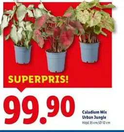 Lidl Caladium Mix Urban Jungle, SEK 99.9 erbjuda