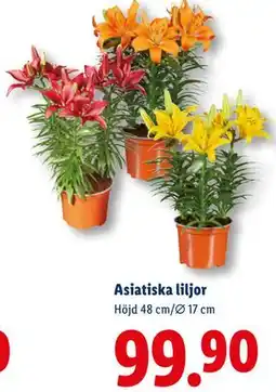 Lidl Asiatiska liljor, SEK 99.9 erbjuda