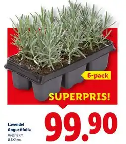 Lidl Lavendel Angustifolia, SEK 99.9 erbjuda