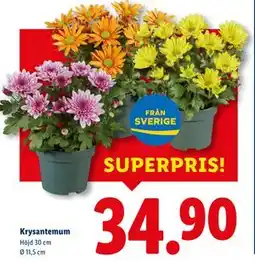 Lidl Krysantemum, SEK 34.9 erbjuda