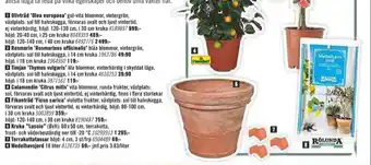 Hornbach FloraSelf Fruktträd erbjuda