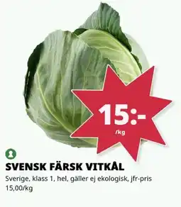 Tempo Svensk färsk vitkal erbjuda