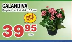 Nya Pulsen Calandiva erbjuda