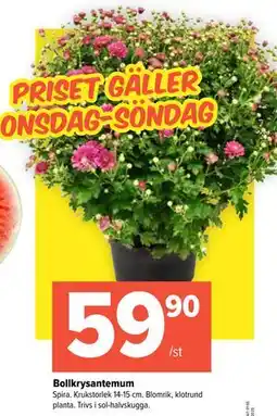 Coop Extra Bollkrysantemum, SEK 59.9 erbjuda