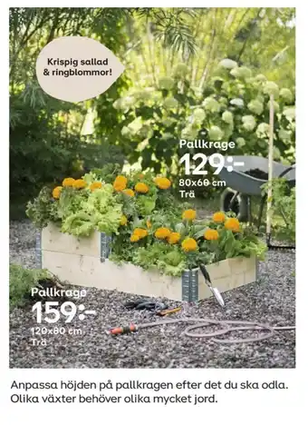 Pallkrage