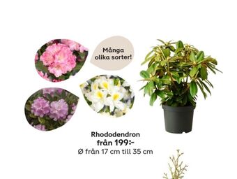 Plantagen Plantor erbjuda