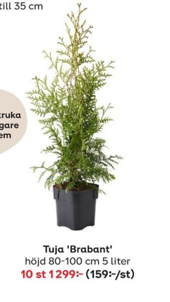 Plantagen Plantor erbjuda