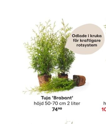 Plantagen Plantor erbjuda