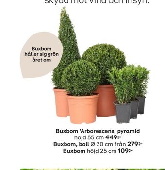 Plantagen Buskar erbjuda