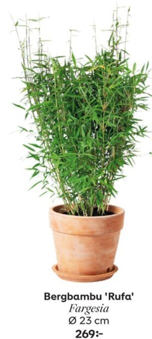 Plantagen Plantor erbjuda