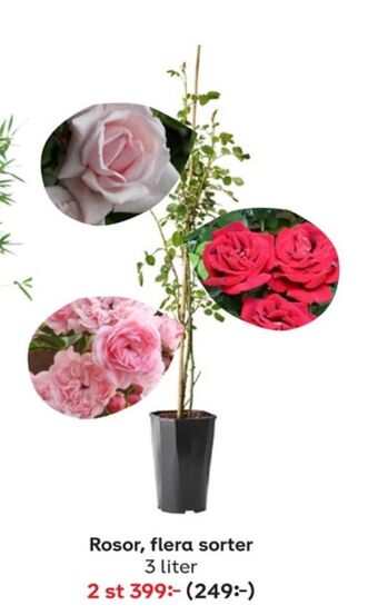 Plantagen Plantor erbjuda