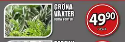 Extra Mjällby Stormarknad Gröna växter erbjuda