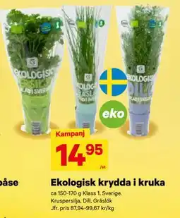 City Gross Ekologisk krydda i kruka, SEK 14.95 erbjuda