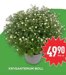 Willys KRYSANTEMUM BOLL erbjuda
