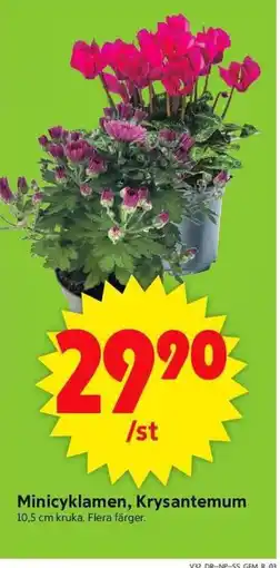 ICA Supermarket Minicyklamen, Krysantemum erbjuda