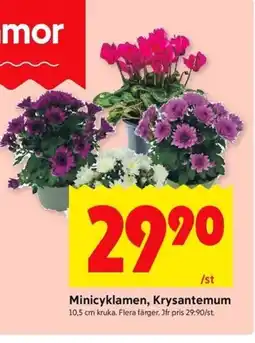 ICA Kvantum Minicyklamen, Krysantemum erbjuda