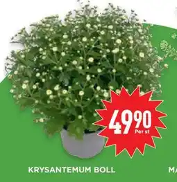 Willys Hemma KRYSANTEMUM BOLL, SEK 49.9 erbjuda