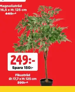 Jem&Fix Fikusträd, SEK 249 erbjuda