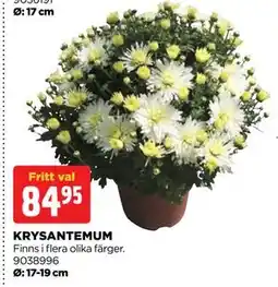Jem&Fix KRYSANTEMUM, SEK 84.95 erbjuda