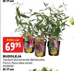 Jem&Fix BUDDLEJA, SEK 69.95 erbjuda