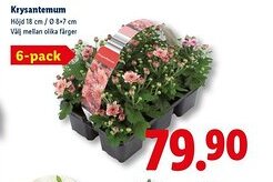Lidl Krysantemum erbjuda