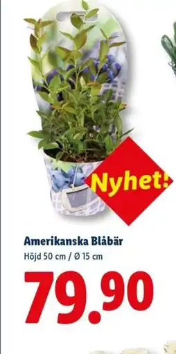 Lidl Amerikanska Blåbär erbjuda