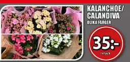 Extra Mjällby Stormarknad KALANCHOE/ CALANDIVA OLIKA FÄRGER erbjuda