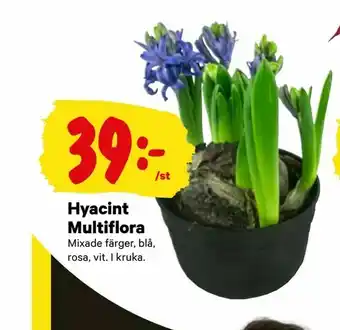 Hyacint Multiflora