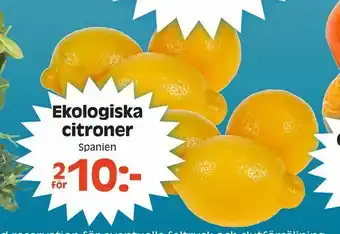 Götgatsbacken Ekologiska citroner erbjuda