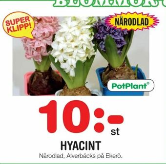 Nya Pulsen Hyacint erbjuda