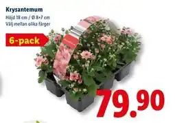 Lidl Krysantemum, SEK 79.9 erbjuda