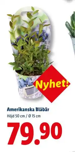 Lidl Amerikanska Blåbär, SEK 79.9 erbjuda