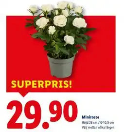 Lidl Minirosor, SEK 29.9 erbjuda