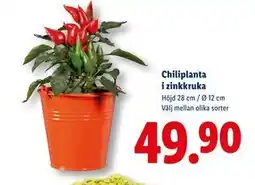 Lidl Chiliplanta i zinkkruka, SEK 49.9 erbjuda