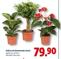 Lidl Gröna och blommande växter, SEK 79.9 erbjuda