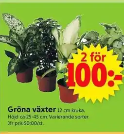 ICA Supermarket Gröna växter erbjuda